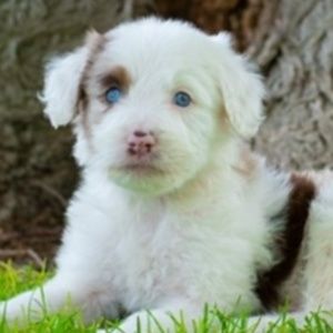 Meet your Posher, Mh